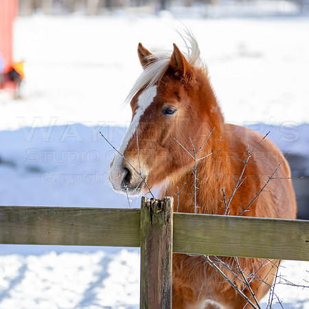 TWS_0004_DER1_02019