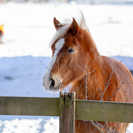 TWS_0006_DER1_02019